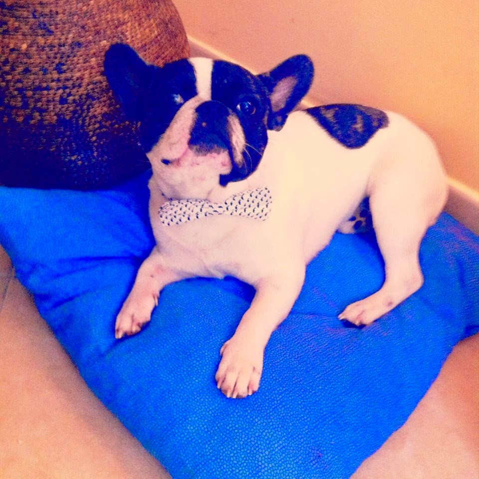 Cookie, my lil Frenchie!