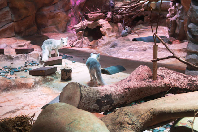 Arctic fox in Ocean Park, Hong Kong