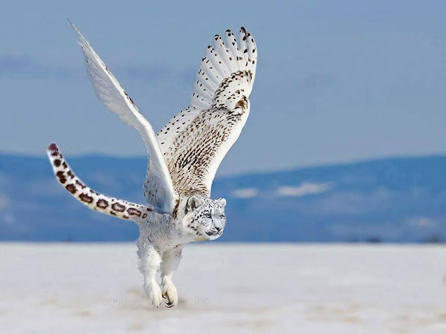 TOP 26 funny photoshopped photos of two animals combined together