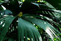 Yellow Bird on Fronds at Como Conservatory