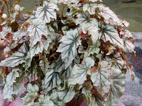 Philadelphia Flower Show 2019 - begonia