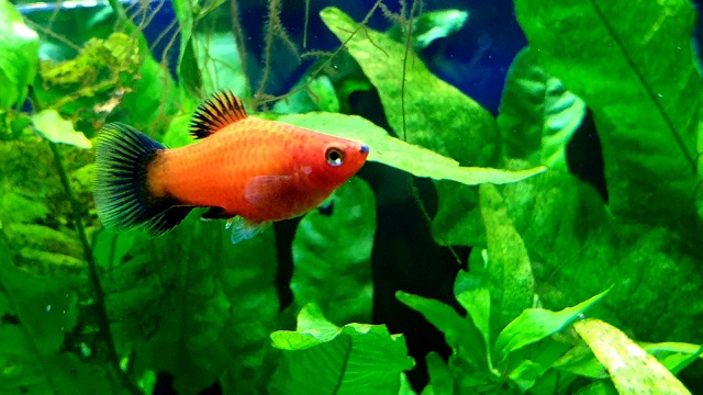 Best Tropical Freshwater Fish For Beginners - Platy