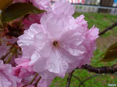 雨に濡れる八重桜