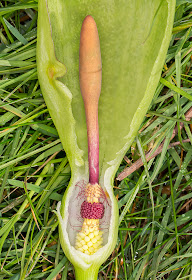 Cuckoo-pint, Arum maculatum, longitudinal section. High Elms Country Park, 21 April 2014.