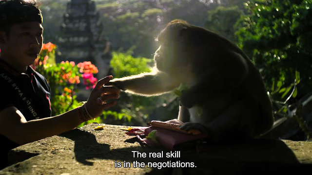 Photo d'un vieux macaque négociant à manger contre un portefeuille rouge