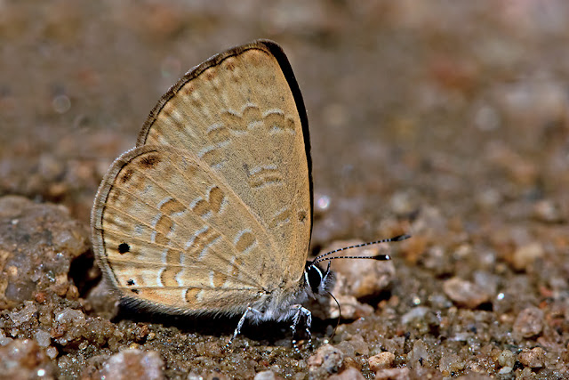 Prosotas lutea the Banded Lineblue butterfly