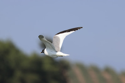 Sabine's Gull flying