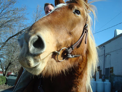 horse in Littleton