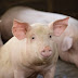 Como proteger os suínos das doenças respiratórias, que afetam bem-estar e prejudicam lucratividade da granja