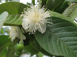 Guava Tree