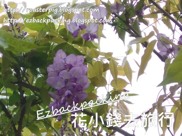 鴨脷洲紫藤花