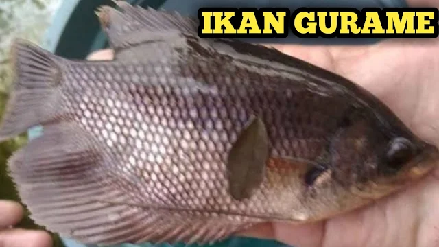 gurami, gurame, ikan gurame, ikangurame, ikan gur, makanan ikan gurami, gurame soang, makanan ikan gurame, harga gurame sekilo, harga ikan gurame kecil, anakan ikan gurame, gurame harga, harga ikan gurame di pasaran, ternak gurame kolam terpal, biaya pembuatan kolam ikan gurame, harga ikan gurame per kg, harga ikan gurame per kilo, harga ikan gurame hidup, gurame per kilo, harga ikan gurame 1 kilo, harga ikan gurame, harga ikan gurame 1kg, harga gurame per kilo, harga gurame per kg, ikan gurame harga, harga gurame, harga gurame 1 kg, harga 1 kg ikan gurame, ikan gurame per kg, harga anakan ikan gurame, ikan gurame per kilo, harga gurame hidup per kg, kolam terpal untuk ikan gurame, ukuran kolam terpal ikan gurame, harga 1 kilo ikan gurame, harga gurame hias, harga induk ikan gurame, harga ikan gurame hias, harga gurame merah, harga ikan gurame ukuran 5 jari.