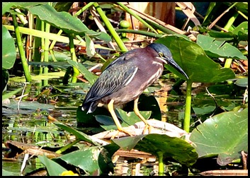 03b - Green Heron