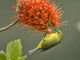 bird-and-flower-wallpaper