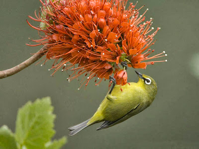 bird-and-flower-wallpaper