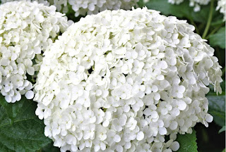 hortensien bluetezeit Schneeball-Hortensie weiß