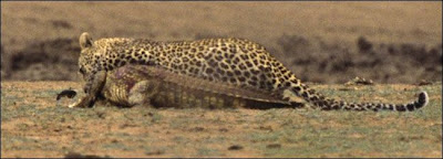 [Image: Leopard_Croc_Fight_11.jpg]