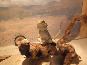 funny animals of the week, lizard