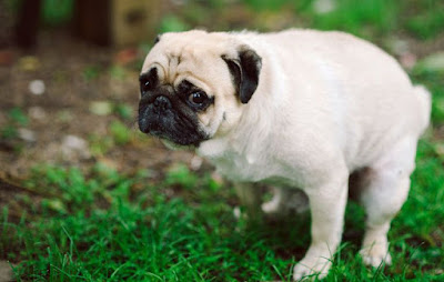 5 tips to stop puppy pooping problems