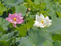 紅白のハスの花もあった。