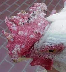 Chicken Pox Vaccination (FOWL POX) new I Mshindo media