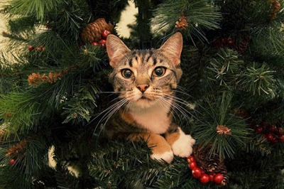 Cats on Christmas Tree Seen On lolpicturegallery.blogspot.com