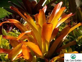 Porto-Seguro Aechmea Blanchetiana: uma bromélia deslumbrante para o seu jardim