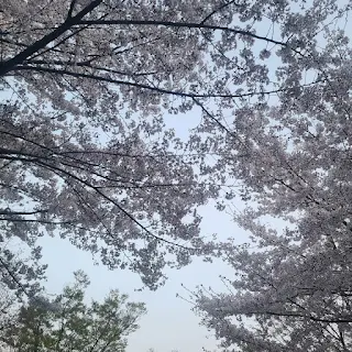 송파둘레길-장지천-벚꽃길-벚꽃