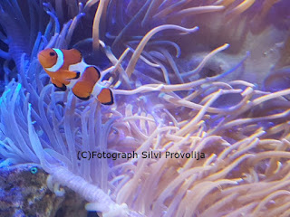 Clownfisch Meeresaquarium Zella Mehlis Fotograph (C) Silvi Provolija