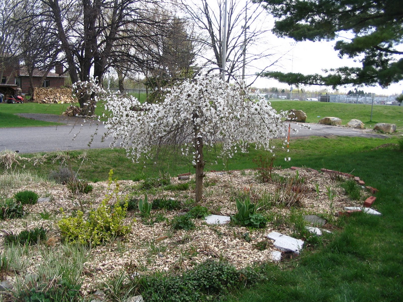 The weeping cherry tree