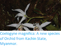 http://sciencythoughts.blogspot.co.uk/2017/11/coelogyne-magnifica-new-species-of.html