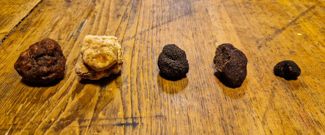 Diverse tipologie di tartufo di Acqualagna