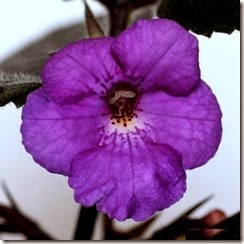 Achimenes pulcherrima 1
