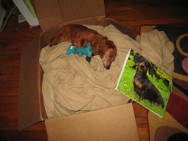 dachshund sleeping with calender