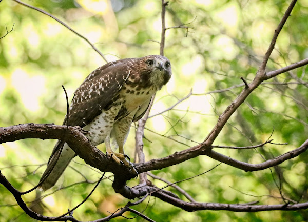 Tompkins Square red-tailed hawk fledgling