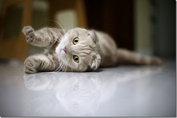Gatinhos fofinhos (8)