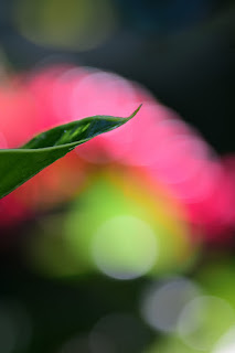 tropical leaf with colorful bokeh