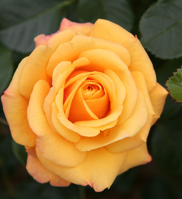 yellow rose usa