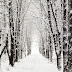 Snow Tree Wallpaper