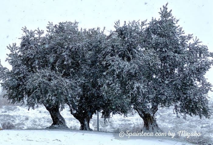 白雪が積もっていくスペインのオリーブ木