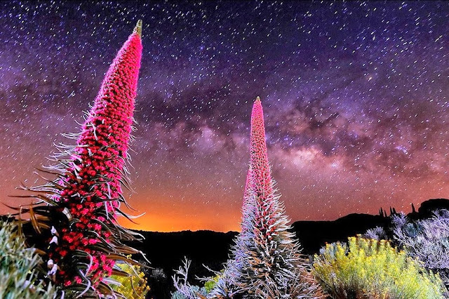 Dos tajinastes rojos en con un fondo de noche estrellada