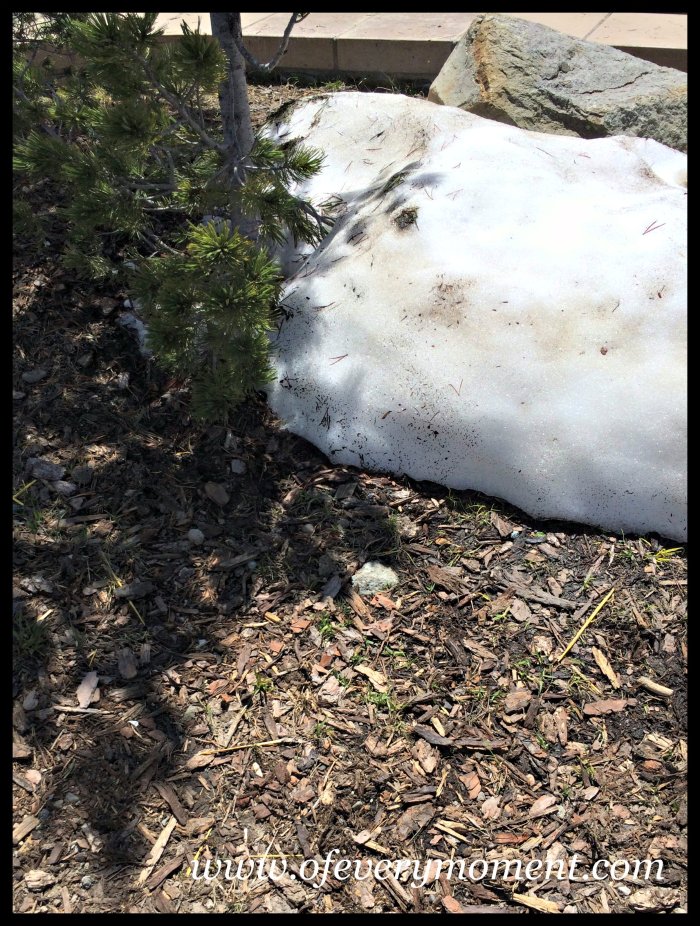 snow in summer, Yellowstone National Park