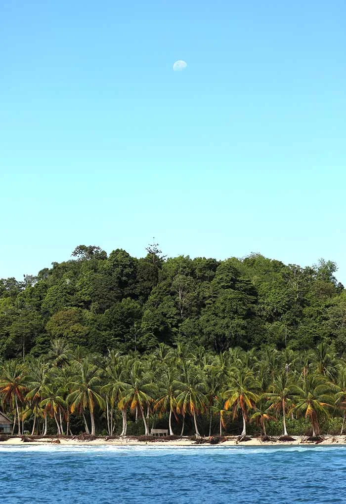 17 indonesia palm trees mag vibes episode 1 volcom surf true to this designed for surfing recommended for life