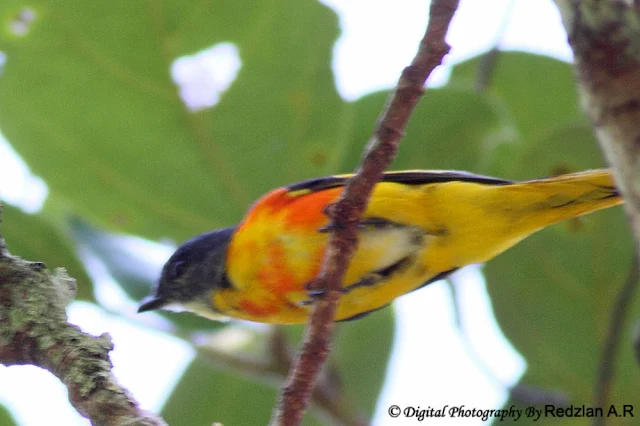 Female Minivet