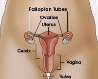 Ovarian Cancer & Treatment