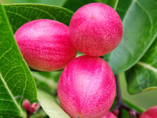 karonda fruit images