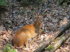 buck in velvet lying down