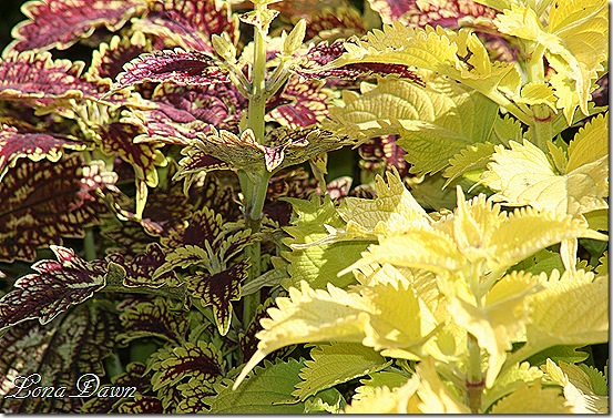 FPC_Coleus4