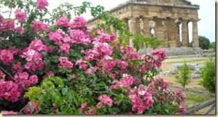 rosa-paestum-374x200