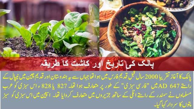 Spinach History and Cultivation Method